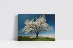 Beyaz Gelincikli Ağaç | Kanvas Tablo | Cam Tablo | Mdf Tablo | A20570 - Görsel 2