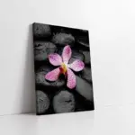 Spa Taşları Ve Orkide | Kanvas Tablo | Cam Tablo | Mdf Tablo | A23159