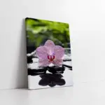 Spa Taşları Ve Orkide | Kanvas Tablo | Cam Tablo | Mdf Tablo | A23163