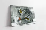 Siyah Beyaz Kedi | Kanvas Tablo | Cam Tablo | Mdf Tablo | A32004