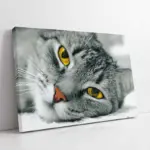 Siyah Beyaz Kedi | Kanvas Tablo | Cam Tablo | Mdf Tablo | A32004