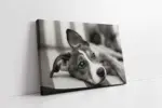 Siyah Beyaz Köpek | Kanvas Tablo | Cam Tablo | Mdf Tablo | A32006