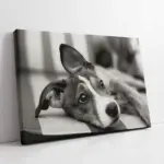 Siyah Beyaz Köpek | Kanvas Tablo | Cam Tablo | Mdf Tablo | A32006