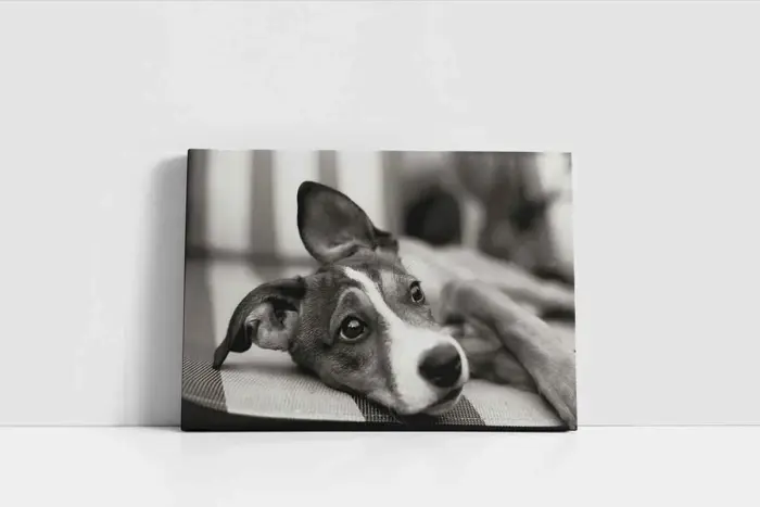 Siyah Beyaz Köpek | Kanvas Tablo | Cam Tablo | Mdf Tablo | A32006 - Görsel 2