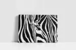 Yakın Çekim Zebra | Kanvas Tablo | Cam Tablo | Mdf Tablo | A32027 - Görsel 2