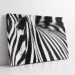 Yakın Çekim Zebra | Kanvas Tablo | Cam Tablo | Mdf Tablo | A32028