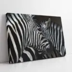 Yakın Çekim Zebra | Kanvas Tablo | Cam Tablo | Mdf Tablo | A32029