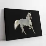 Beyaz At | Kanvas Tablo | Cam Tablo | Mdf Tablo | A32034