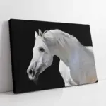 Beyaz At | Kanvas Tablo | Cam Tablo | Mdf Tablo | A32045