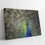 Yakın Çekim Tavus Kuşu | Kanvas Tablo | Cam Tablo | Mdf Tablo | A32058