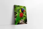 Rengarenk Papağan | Kanvas Tablo | Cam Tablo | Mdf Tablo | A32063