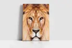 Yakın Çekim Aslan | Kanvas Tablo | Cam Tablo | Mdf Tablo | A32070 - Görsel 2