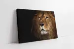 Yakın Çekim Aslan | Kanvas Tablo | Cam Tablo | Mdf Tablo | A32073