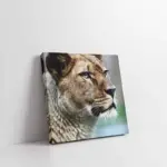 Yakın Çekim Aslan | Kanvas Tablo | Cam Tablo | Mdf Tablo | A32074
