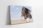 Kedi Yavrusu | Kanvas Tablo | Cam Tablo | Mdf Tablo | A32076
