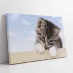 Kedi Yavrusu | Kanvas Tablo | Cam Tablo | Mdf Tablo | A32076