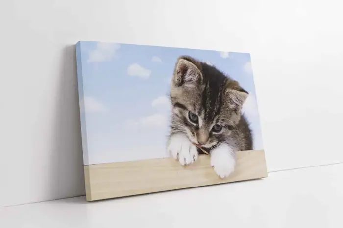 Kedi Yavrusu | Kanvas Tablo | Cam Tablo | Mdf Tablo | A32076 - Görsel 1