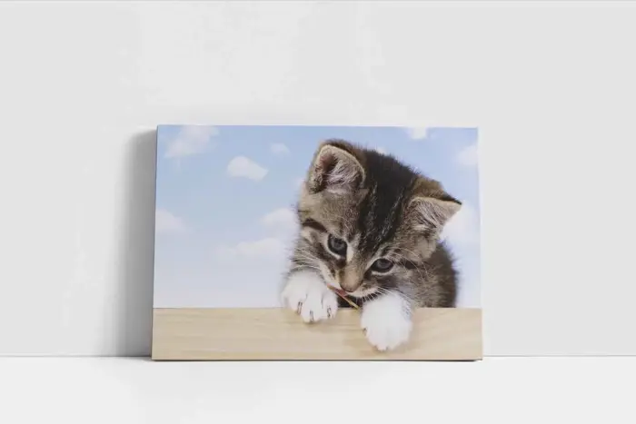 Kedi Yavrusu | Kanvas Tablo | Cam Tablo | Mdf Tablo | A32076 - Görsel 2