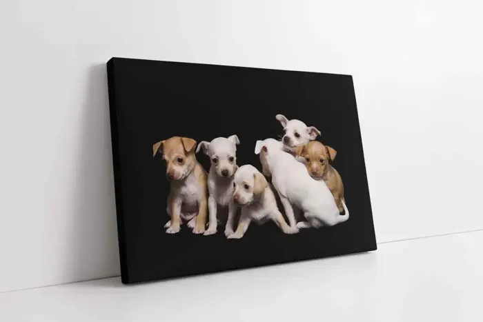 Köpek Yavrusu | Kanvas Tablo | Cam Tablo | Mdf Tablo | A32077 - Görsel 1