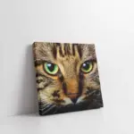 Kedi Yavrusu | Kanvas Tablo | Cam Tablo | Mdf Tablo | A32078