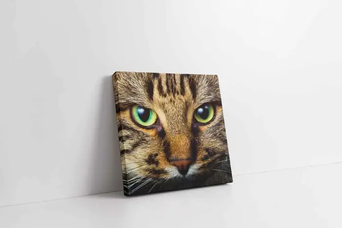 Kedi Yavrusu | Kanvas Tablo | Cam Tablo | Mdf Tablo | A32078 - Görsel 1