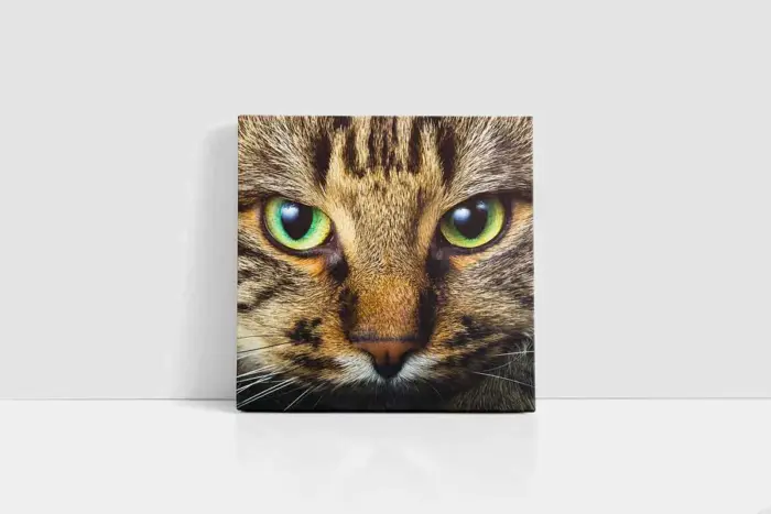 Kedi Yavrusu | Kanvas Tablo | Cam Tablo | Mdf Tablo | A32078 - Görsel 2