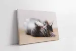 Kedi Yavrusu | Kanvas Tablo | Cam Tablo | Mdf Tablo | A32079