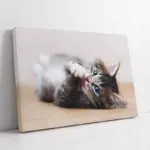 Kedi Yavrusu | Kanvas Tablo | Cam Tablo | Mdf Tablo | A32079