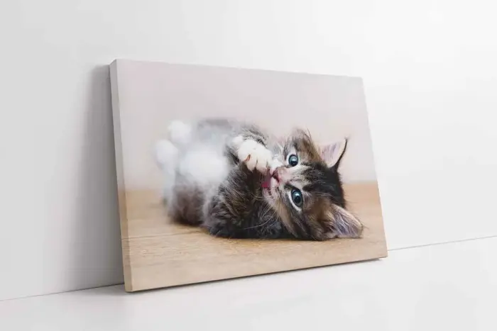 Kedi Yavrusu | Kanvas Tablo | Cam Tablo | Mdf Tablo | A32079 - Görsel 1
