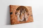 Kedi Yavrusu | Kanvas Tablo | Cam Tablo | Mdf Tablo | A32080