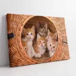 Kedi Yavrusu | Kanvas Tablo | Cam Tablo | Mdf Tablo | A32080