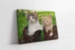 Kedi Yavrusu | Kanvas Tablo | Cam Tablo | Mdf Tablo | A32082