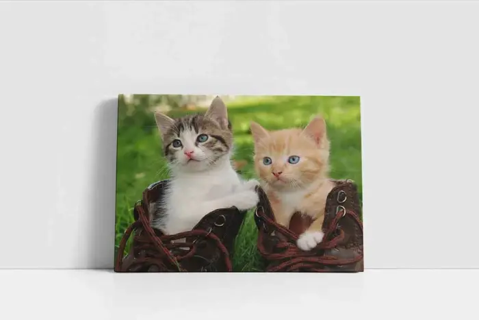 Kedi Yavrusu | Kanvas Tablo | Cam Tablo | Mdf Tablo | A32082 - Görsel 2