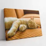 Kedi Yavrusu | Kanvas Tablo | Cam Tablo | Mdf Tablo | A32083