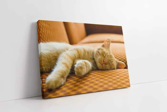 Kedi Yavrusu | Kanvas Tablo | Cam Tablo | Mdf Tablo | A32083 - Görsel 1