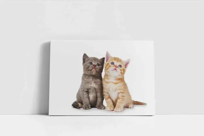Kedi Yavrusu | Kanvas Tablo | Cam Tablo | Mdf Tablo | A32084 - Görsel 2