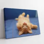 Kedi Yavrusu | Kanvas Tablo | Cam Tablo | Mdf Tablo | A32085