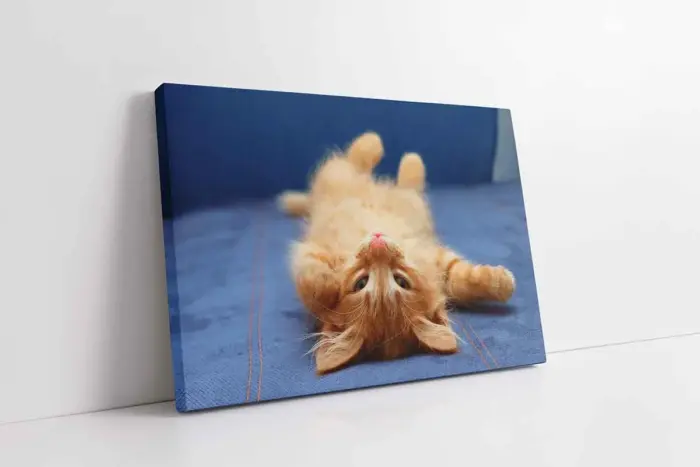 Kedi Yavrusu | Kanvas Tablo | Cam Tablo | Mdf Tablo | A32085 - Görsel 1