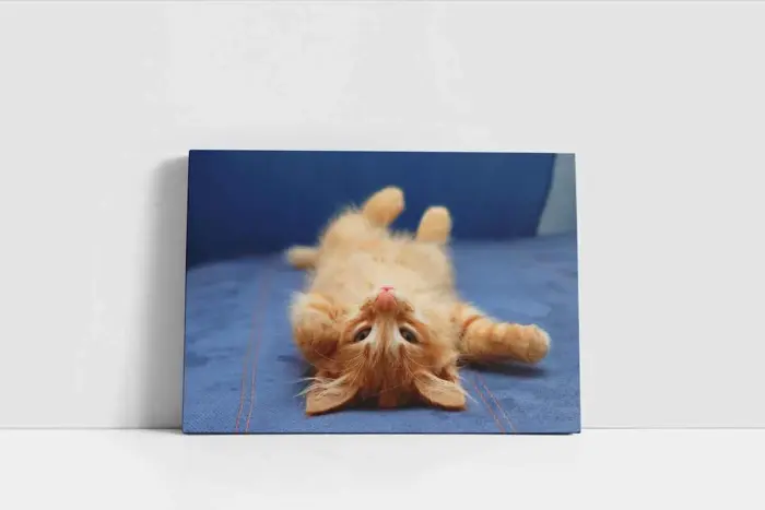 Kedi Yavrusu | Kanvas Tablo | Cam Tablo | Mdf Tablo | A32085 - Görsel 2