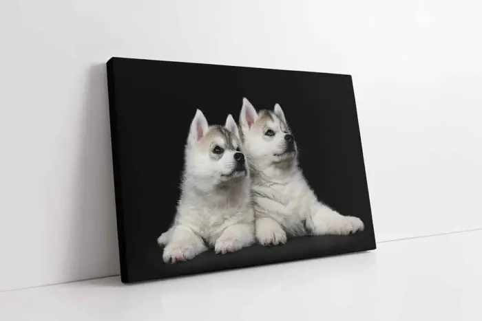 Beyaz Köpek | Kanvas Tablo | Cam Tablo | Mdf Tablo | A32088 - Görsel 1