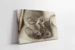 Kedi Yavrusu | Kanvas Tablo | Cam Tablo | Mdf Tablo | A32101