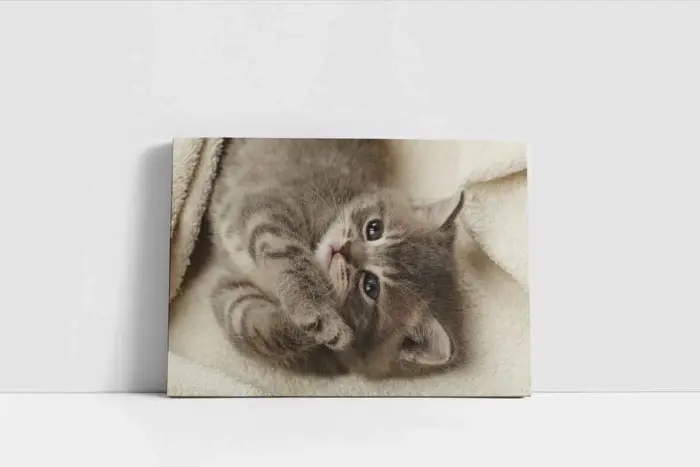 Kedi Yavrusu | Kanvas Tablo | Cam Tablo | Mdf Tablo | A32101 - Görsel 2