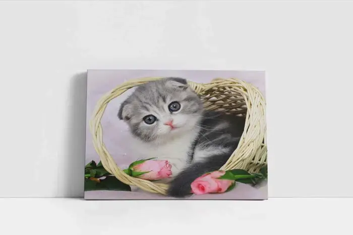 Kedi Yavrusu | Kanvas Tablo | Cam Tablo | Mdf Tablo | A32105 - Görsel 2