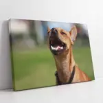 Köpek | Kanvas Tablo | Cam Tablo | Mdf Tablo | A32106