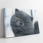 Gri Kedi | Kanvas Tablo | Cam Tablo | Mdf Tablo | A32113