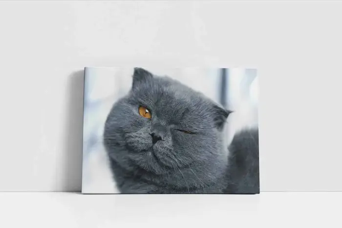 Gri Kedi | Kanvas Tablo | Cam Tablo | Mdf Tablo | A32113 - Görsel 2