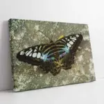 Kelebek | Kanvas Tablo | Cam Tablo | Mdf Tablo | A32117
