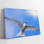 Kuş Resimleri | Kanvas Tablo | Cam Tablo | Mdf Tablo | A32121