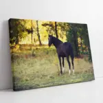 Kurt | Kanvas Tablo | Cam Tablo | Mdf Tablo | A32172