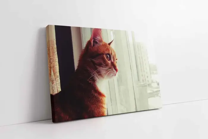 Sarı Kedi | Kanvas Tablo | Cam Tablo | Mdf Tablo | A32189 - Görsel 1